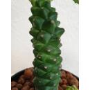 Monadenium ritchiei - Euphorbiacea  Ø 13/12  ( 25-30 )