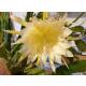 Epiphyllum crenatum Beavertail &Oslash; 13/12  ( 30-40 )