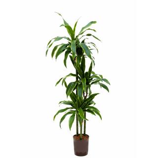 Dracaena der. Arturo  Ø 18/19  ( 60/30/15, 90 - 100 )