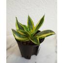 Sansevieria  Golden Hahni  ( Ø 11/09 )