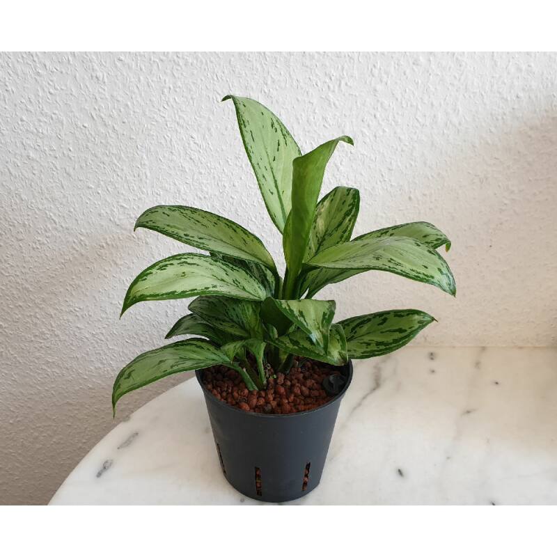 Aglaonema commutatum 'Christina' Kolbenfaden Ø 13/12 HYDROKULTUR