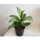 Aglaonema commutatum 'Christina' Kolbenfaden Ø 13/12 HYDROKULTUR