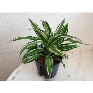 Dracaena der. Kanzi  Ø 13-12