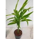 Dracaena sanderiana braunii geflochten ( Ø 13/12 ) Lemon-Grün