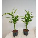 Dracaena sanderiana braunii geflochten ( Ø 13/12 ) Lemon-Grün