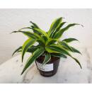 Dracaena der. Surprise  Ø 13/12, 20-30cm
