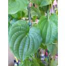 Dioscorea bulbifera - Luftkartoffel Ø 15/19  ( 90-100)