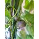 Dioscorea bulbifera - Luftkartoffel Ø 15/19  ( 90-100)