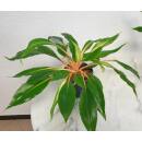 Palisota westlandia - ( Chlorophytum orchidastrum Green...