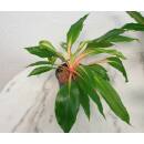 Palisota westlandia - ( Chlorophytum orchidastrum Green Orange )  Ø 13/12