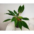 Palisota westlandia - ( Chlorophytum orchidastrum Green Orange )  Ø 13/12