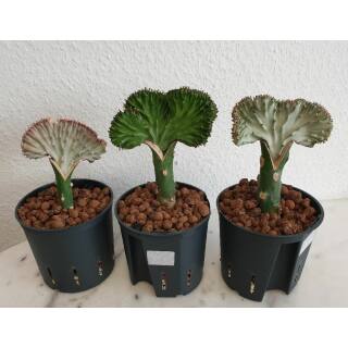Euphorbia Lactea - f. cristata - Korallenkaktus  Ø 13/12