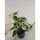 Syngonium podophyllum Albo Variegata ( Ø 13/12 )