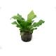 Asplenium nidus ( Ø 13/12 ) - Nestfarn