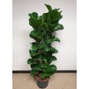 Ficus lyrata bambino 3er Tuff  ( Ø 25/19, 120- 140 cm)