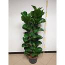 Ficus lyrata bambino 3er Tuff  ( Ø 25/19, 120- 140 cm)
