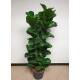 Ficus lyrata bambino 3er Tuff  ( Ø 25/19, 120- 140 cm)