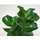 Ficus lyrata bambino 3er Tuff  ( Ø 25/19, 120- 140 cm)