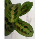 Maranta leuconeura Tricolor Erdpflanze 35-45 cm
