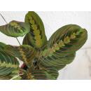 Maranta leuconeura Tricolor Erdpflanze 35-45 cm