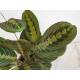 Maranta leuconeura Tricolor Erdpflanze 35-45 cm
