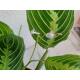 Maranta leuconeura Lemon Lime Erdpflanze 35-45 cm