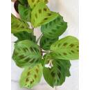 Maranta leuconeura Light Veins/ Fantasy Erdpflanze 35-45 cm