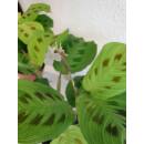 Maranta leuconeura Light Veins/ Fantasy Erdpflanze 35-45 cm