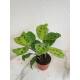 Maranta leuconeura Light Veins/ Fantasy Erdpflanze 35-45 cm