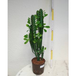 Euphorbia trigona - Dreikantige Wolfsmilch  Ø 13/12 - Nr.113