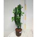Euphorbia trigona - Dreikantige Wolfsmilch  Ø...