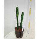 Euphorbia trigona - Dreikantige Wolfsmilch  Ø...