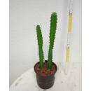 Euphorbia trigona - Dreikantige Wolfsmilch  Ø...