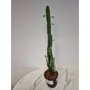 Euphorbia trigona - Dreikantige Wolfsmilch  Ø...