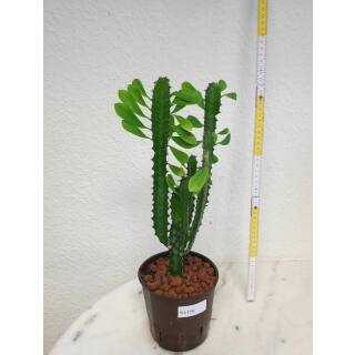 Euphorbia trigona - Dreikantige Wolfsmilch  Ø 13/12 - Nr.116