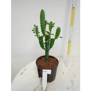 Euphorbia trigona - Dreikantige Wolfsmilch  Ø 13/12 - Nr.117