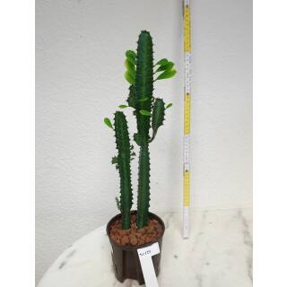 Euphorbia trigona - Dreikantige Wolfsmilch  Ø 13/12 - Nr.120