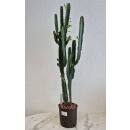 Euphorbia trigona - Dreikantige Wolfsmilch  Ø 13/12 - Nr.120, 70-80 cm