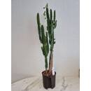 Euphorbia trigona - Dreikantige Wolfsmilch  Ø 13/12 - Nr.120, 70-80 cm