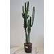 Euphorbia trigona - Dreikantige Wolfsmilch  Ø 13/12 - Nr.120, 70-80 cm
