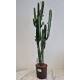 Euphorbia trigona - Dreikantige Wolfsmilch  Ø 13/12 - Nr.120, 70-80 cm