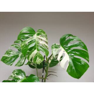 Monstera deliciosa Variegata  Ø 18/19 - panaschiertes Fensterblatt grün-weiß, Exemplar 121