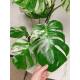 Monstera deliciosa Variegata  Ø 18/19 - panaschiertes Fensterblatt grün-weiß, Exemplar 121