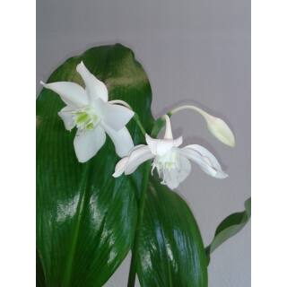 Eucharis amazonica - Amazonaslilie ( Ø 15/19 ) mit Blüte
