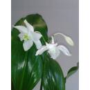 Eucharis amazonica - Amazonaslilie ( Ø 15/19 ) mit Blüte