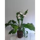 Eucharis amazonica - Amazonaslilie ( Ø 15/19 ) mit Blüte
