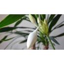 Eucharis amazonica - Amazonaslilie ( Ø 15/19 ) mit Blüte