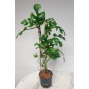 Rhaphidophora tetrasperma - Zwerg-Monstera (60-80 cm 2pp Ø 13/12 ) extra