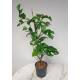 Rhaphidophora tetrasperma - Zwerg-Monstera (60-80 cm 2pp Ø 13/12 ) extra