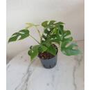 Rhaphidophora tetrasperma - Monstera minima - Mini Monstera (30-40 cm Ø 13/12 )